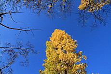 Herbst, Bäume, Gelb, Blau, Coaching, Coach