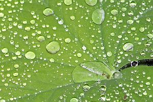 Coaching, Coach, Entwicklung, Vision