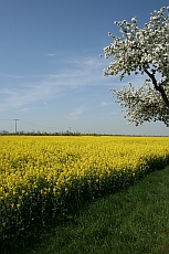 Raps-Blüte in Eilenburg