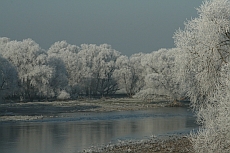 Weihnachten, Reif, Bäume