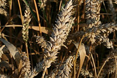 Ernte, Juli, 2008, Beratung, Coaching, Sachsen, Weizen, Kornfeld