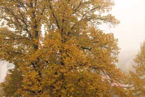 Aufmerksamkeit, Achtsamkeit, Coaching, Coach, Herbst, Herbststimmung, Nebel