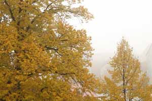 Aufmerksamkeit, Achtsamkeit, Coaching, Coach, Herbst, Herbststimmung, Nebel